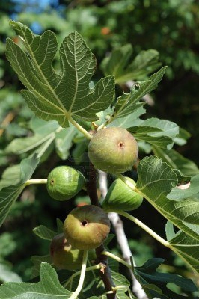 Fig Tree (Ficus Carica)