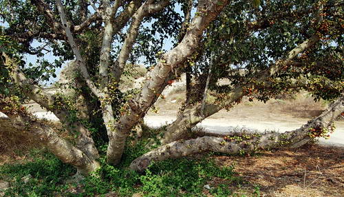 Sycamore Fig in Ashkelon