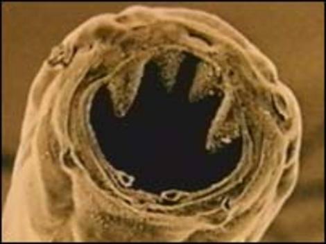 Parasitic Hookworm